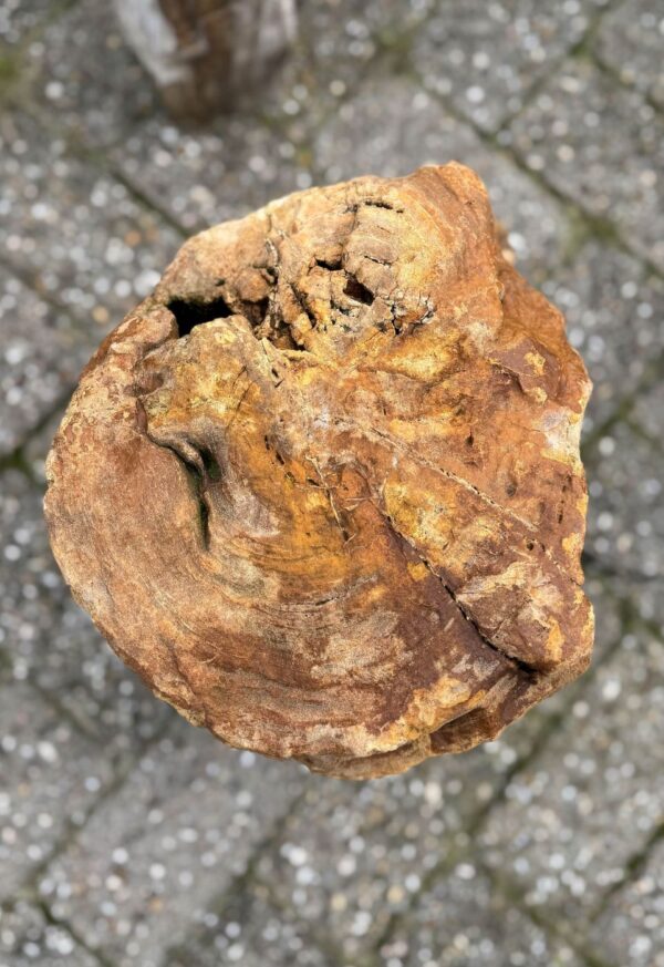 Grafsteen versteend hout 52095