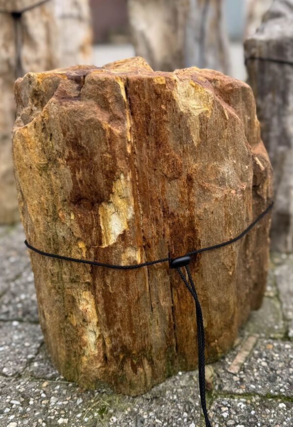 Grafsteen versteend hout 52095