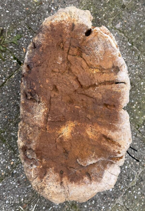 Grafsteen versteend hout 52150