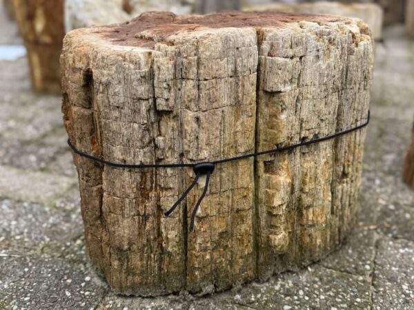 Grafsteen versteend hout 52150