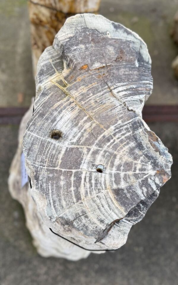 Grafsteen versteend hout 56060