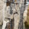 Grafsteen versteend hout 56060