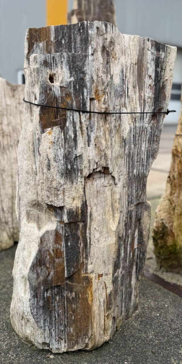 Grafsteen versteend hout 56060