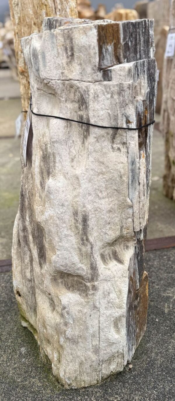Grafsteen versteend hout 56060