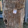Grafsteen versteend hout 58041