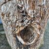 Grafsteen versteend hout 58041