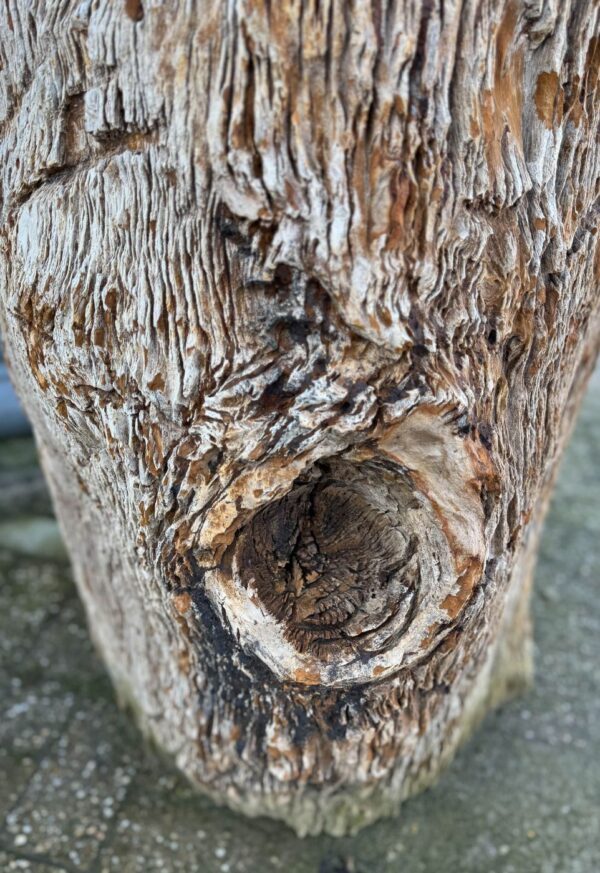 Grafsteen versteend hout 58041
