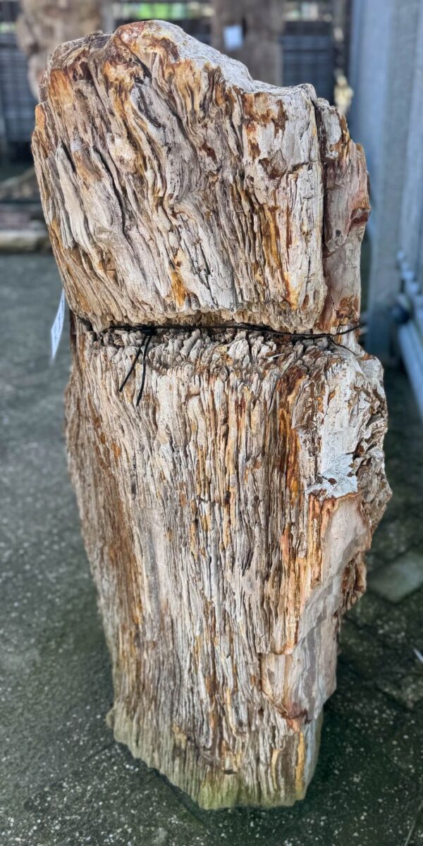 Grafsteen versteend hout 58041