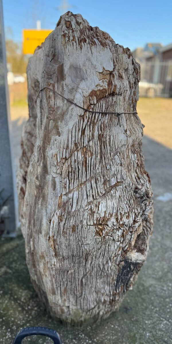 Grafsteen versteend hout 58041
