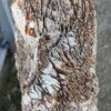 Grafsteen versteend hout 58041