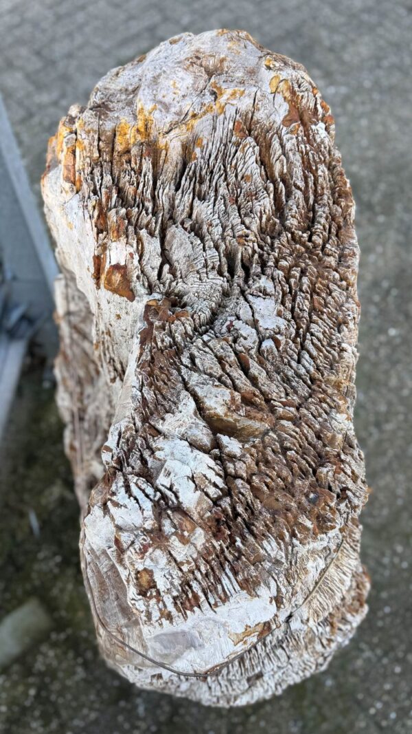Grafsteen versteend hout 58041