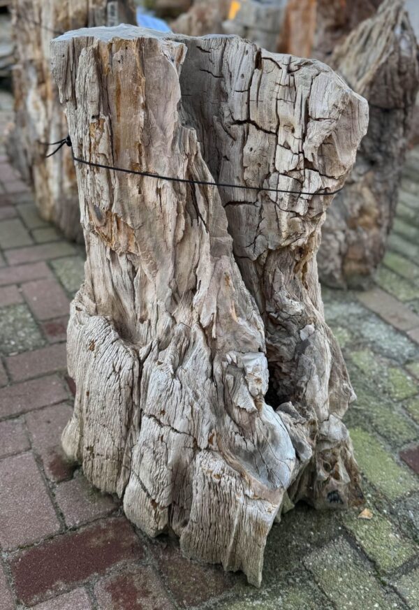 Grafsteen versteend hout 58042