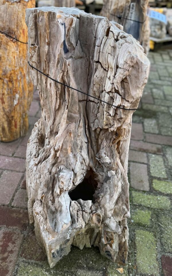 Grafsteen versteend hout 58042