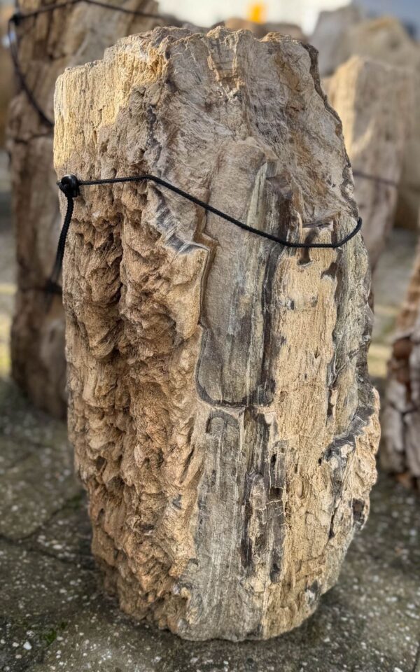 Grafsteen versteend hout 58044