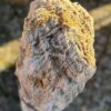 Grafsteen versteend hout 58047