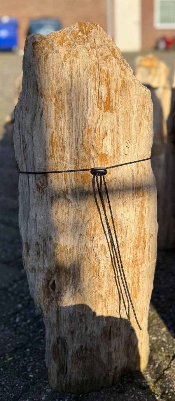 Grafsteen versteend hout 58047