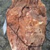 Grafsteen versteend hout 58048