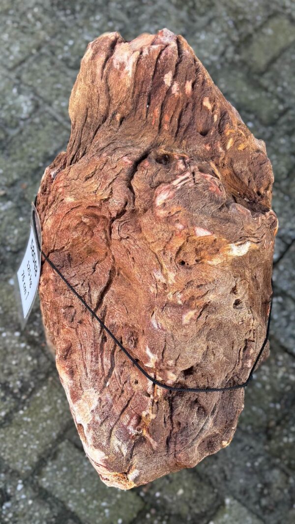 Grafsteen versteend hout 58048