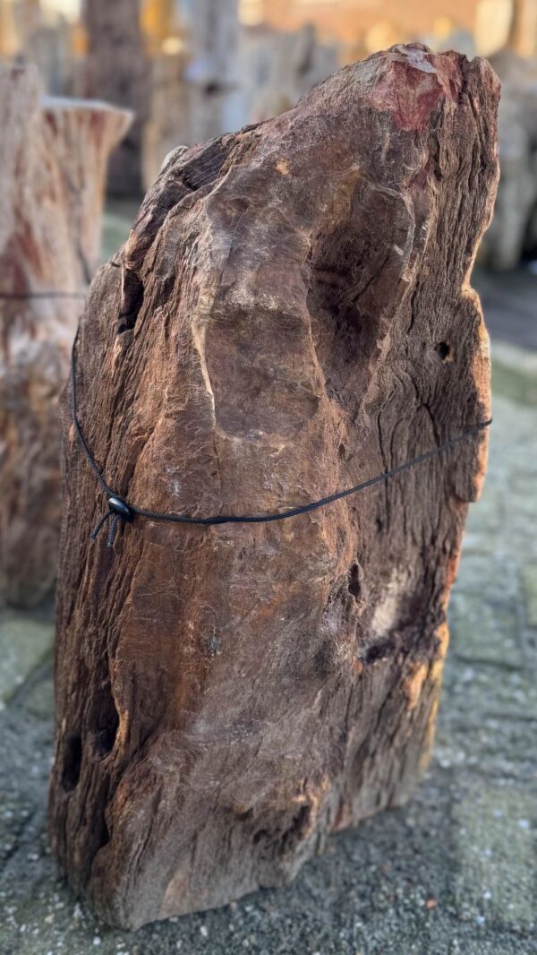 Grafsteen versteend hout 58048