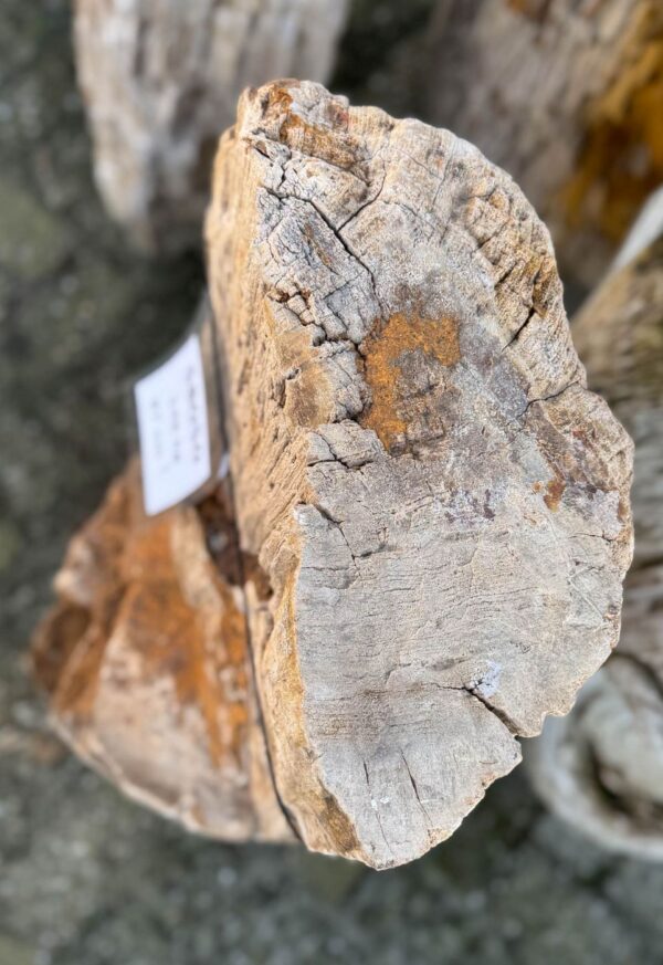 Grafsteen versteend hout 58050