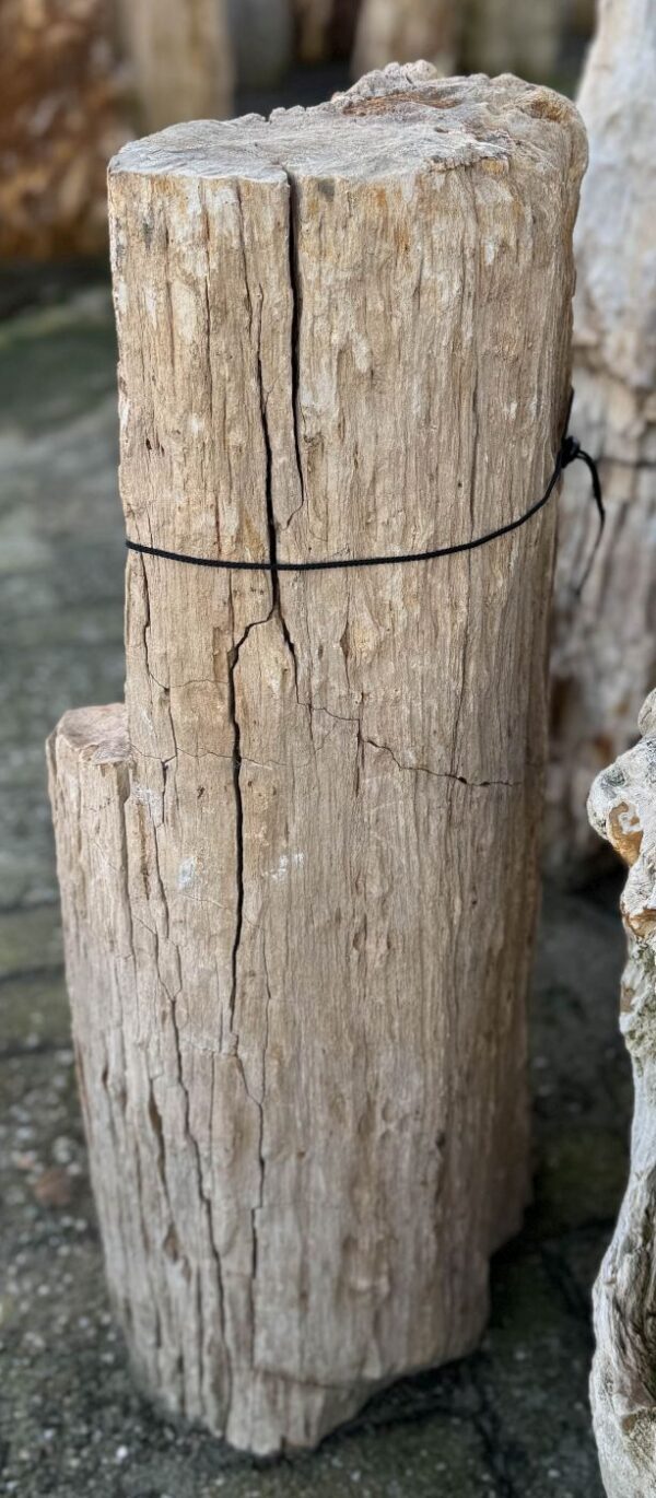 Grafsteen versteend hout 58050