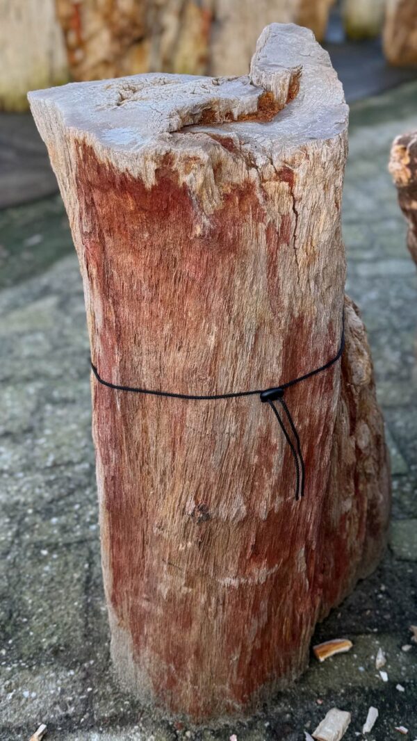 Grafsteen versteend hout 58051