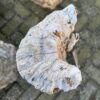 Grafsteen versteend hout 58054