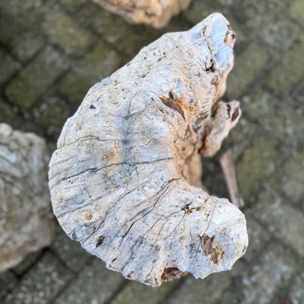 Grafsteen versteend hout 58054