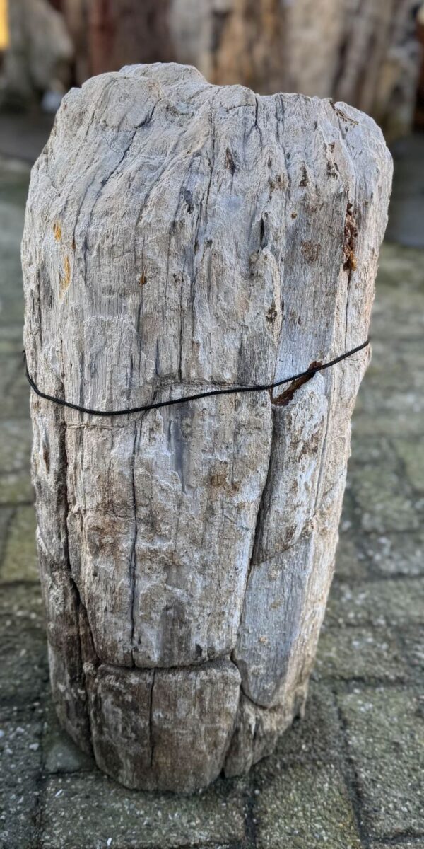 Grafsteen versteend hout 58054