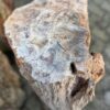Grafsteen versteend hout 58056