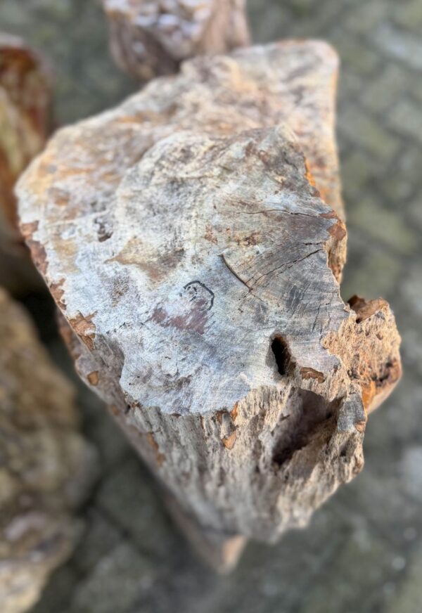 Grafsteen versteend hout 58056