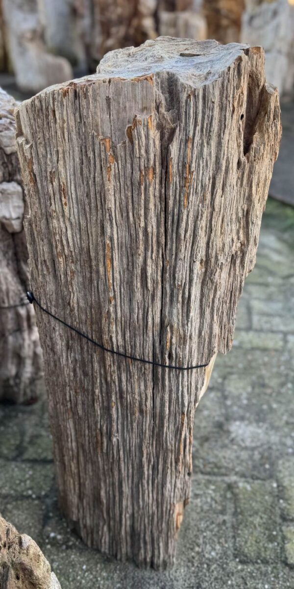 Grafsteen versteend hout 58056