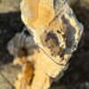 Grafsteen versteend hout 58057