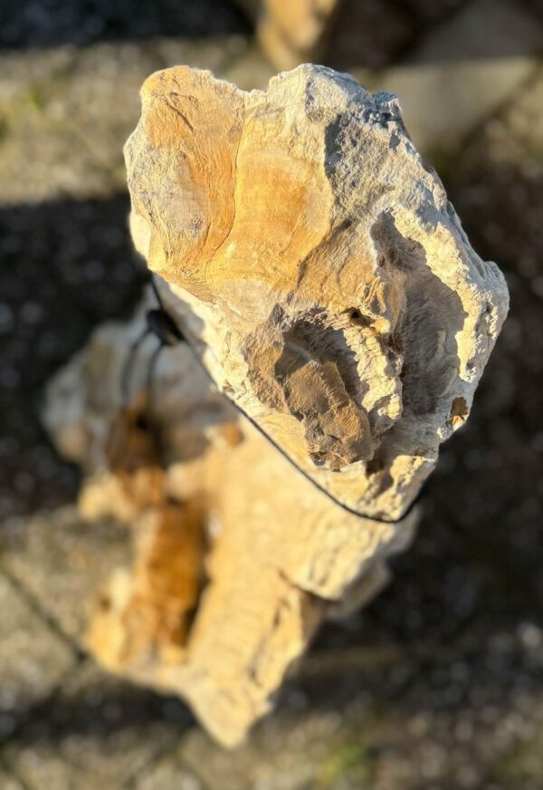 Grafsteen versteend hout 58057