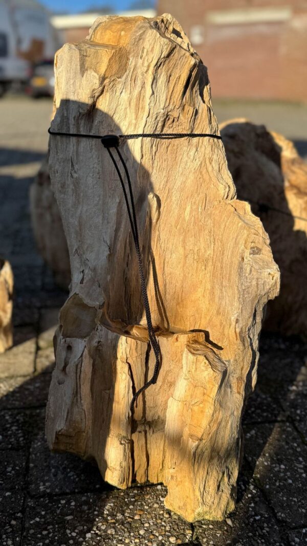 Grafsteen versteend hout 58057