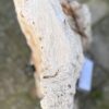 Grafsteen versteend hout 58058