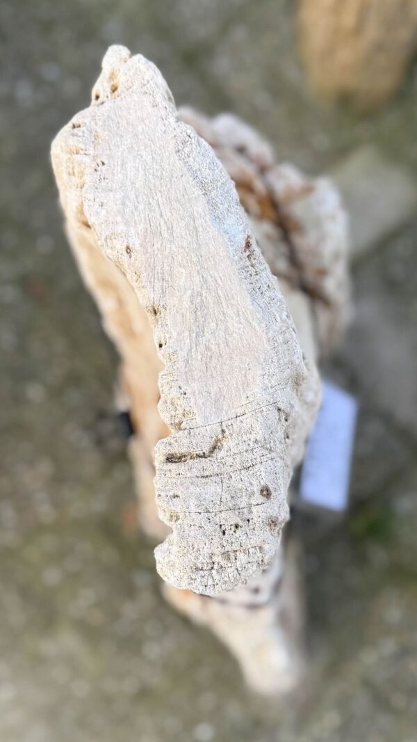 Grafsteen versteend hout 58058