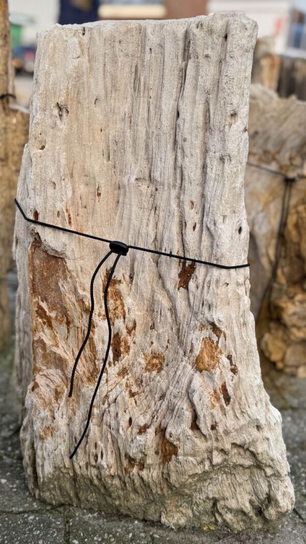Grafsteen versteend hout 58058