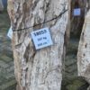 Grafsteen versteend hout 58059