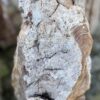 Grafsteen versteend hout 58059