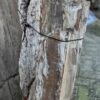 Grafsteen versteend hout 58059