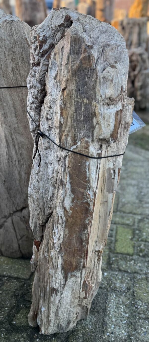 Grafsteen versteend hout 58059