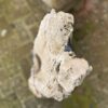 Grafsteen versteend hout 58060