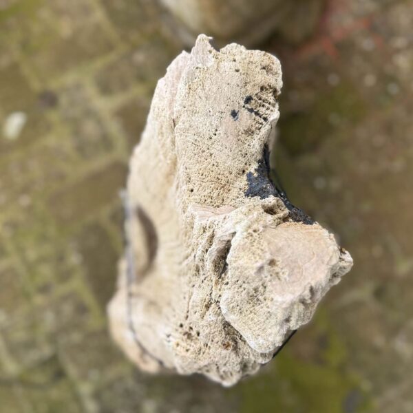Grafsteen versteend hout 58060