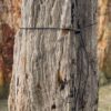 Grafsteen versteend hout 58060