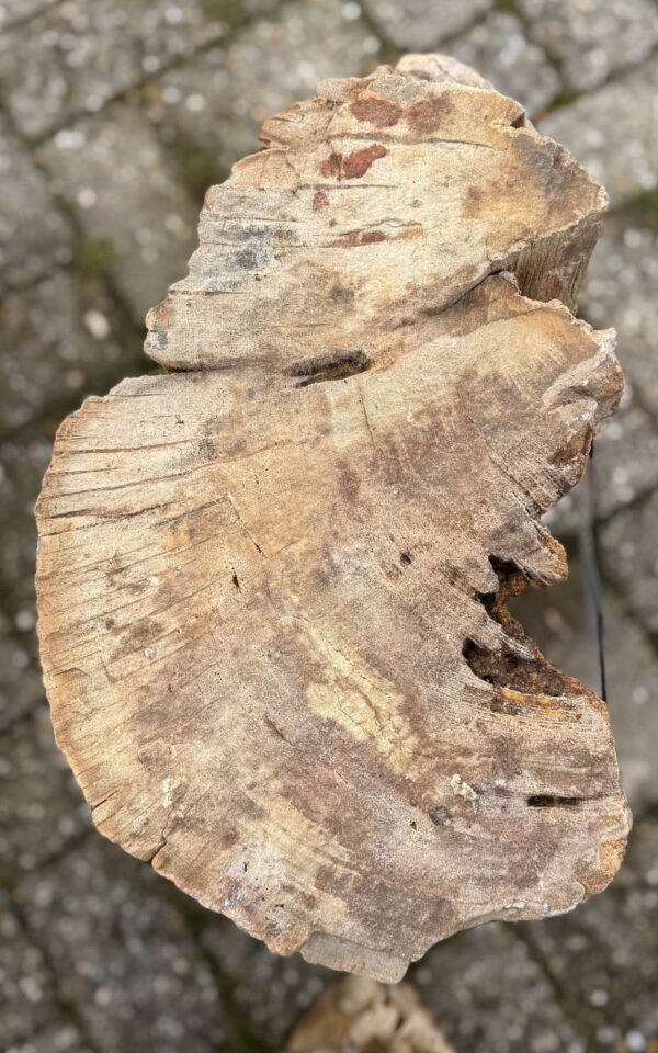 Grafsteen versteend hout 58063