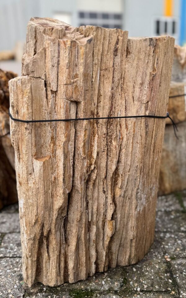 Grafsteen versteend hout 58063