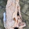 Grafsteen versteend hout 58067
