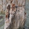 Grafsteen versteend hout 58067