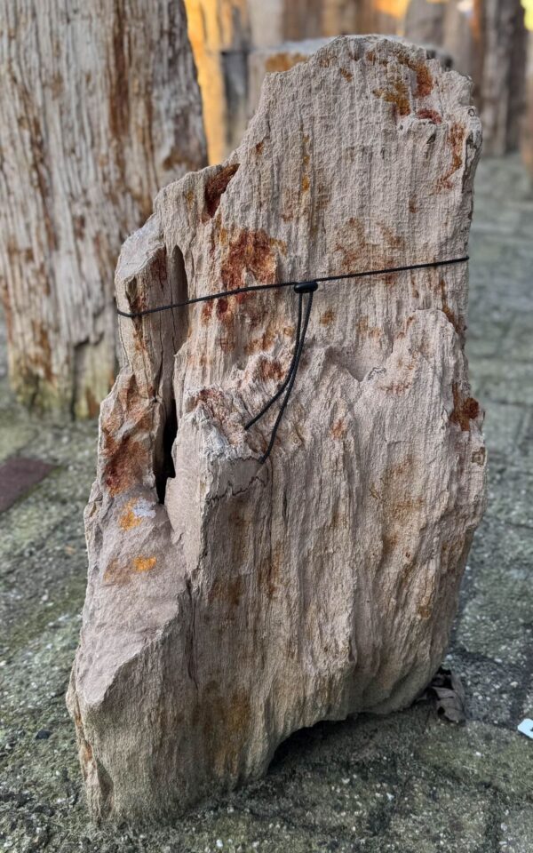 Grafsteen versteend hout 58067